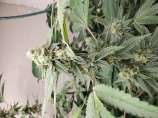 Jimi strain photo