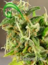 Tasman Haze strain photo