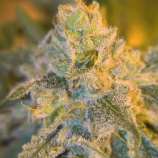 Sweet 'n Sour Outdoor strain photo