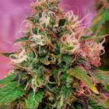 CBD OG Kush strain photo