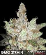 GMO strain photo