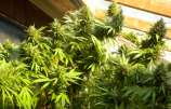 Gage Green Genetics - L.A. Haze strain photo