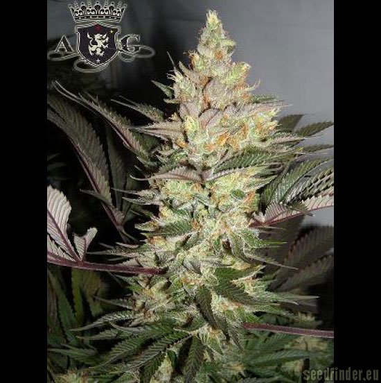 Alpha Dawg strain photo