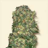 NY Diesel strain photo