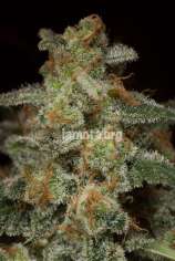 Cookies strain photo