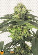 Dutch Dwarf strain photo