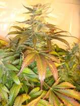 Mach Fly strain photo