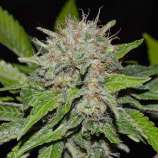 Deep Mandarin strain photo