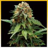 Tangerine Dream strain photo