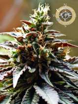 Congo strain photo