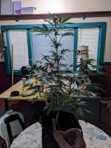 Ya Hemi strain photo
