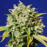 Sweet Peach Auto CBD strain photo