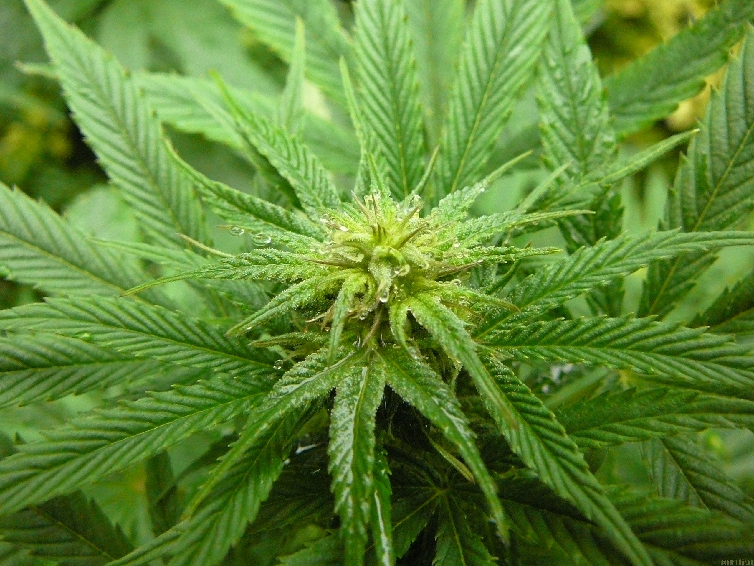 Himalaya Gold strain photo