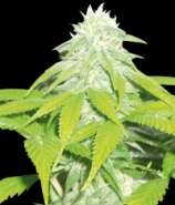 Skunk 47 strain photo