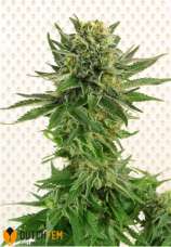 DutchFem - Northern Light Autoflowering strain photo