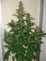KushDee strain photo