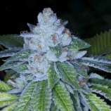 KirkWood OG strain photo