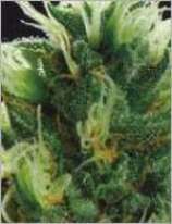 Brainstorm strain photo