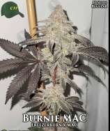 Burnie MAC strain photo