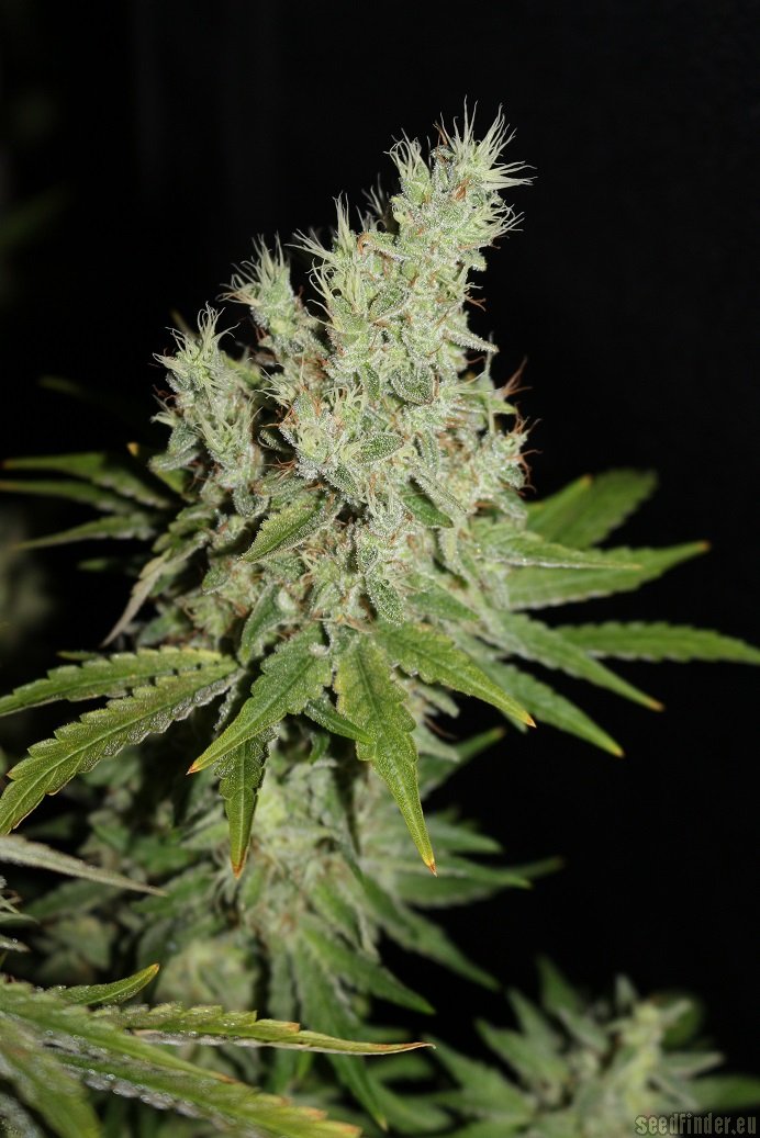 G13 Super Silver Haze strain photo