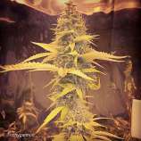 Apogee strain photo