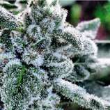 Talisman strain photo