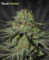 Kush Doctor strain photo