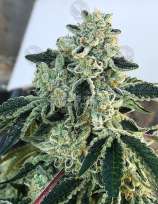 Vanilla Gorilla strain photo