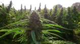 GreenGold strain photo