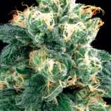 Amaranta Seeds - Power Plant strain photo