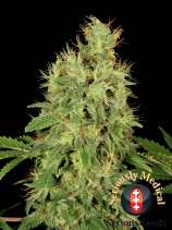 CBD Chronic strain photo
