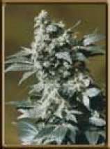 Olé 47 strain photo