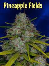 Pineapple Fields strain photo