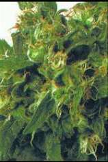 Original Highway Delight strain photo