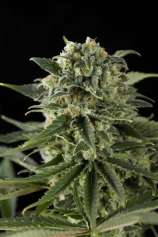 Super Critical Haze strain photo