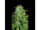Blim Burn Seeds - Mango strain photo