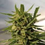 Critical strain photo