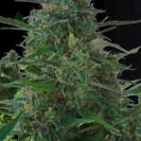 Bulk Seed Bank - Auto NYC Diesel strain photo