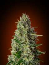 Advanced Seeds - Kali 47 strain photo