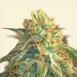 Super Silver Haze strain photo