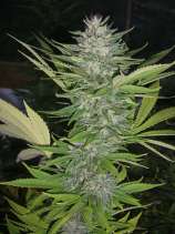 Secret Valley Seeds - BrainWarp strain photo