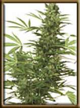 High Quality Seeds - Four Way Specials strain photo