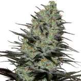 Morpheus strain photo