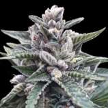 Kosher Sorbet strain photo