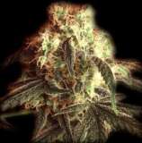 Fast Ryder I strain photo