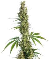 Eagle Bill strain photo