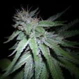 Caregiver strain photo