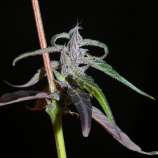 Laos Muang Sing strain photo