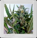 Tangie Auto strain photo