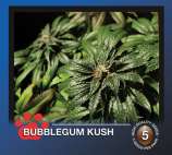 Bubblegum Kush strain photo